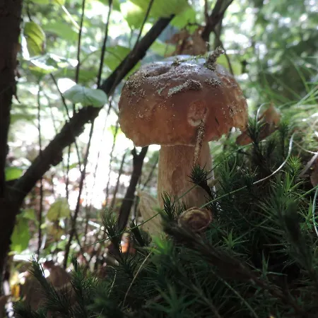 Borowka W Blue Mare * Łukęcin