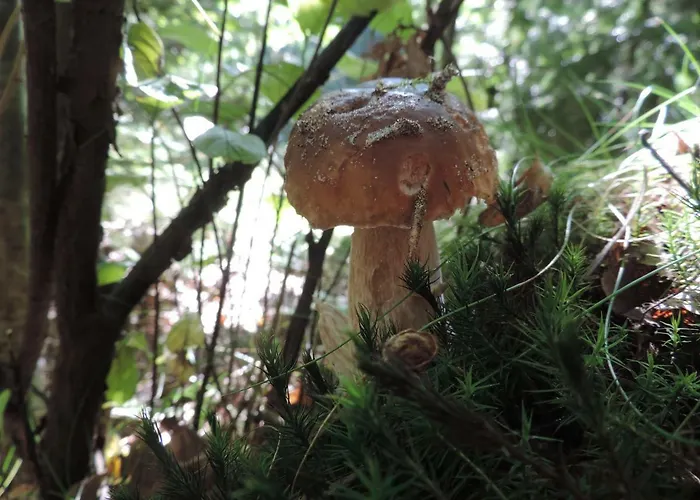 Borowka W Blue Mare * Łukęcin